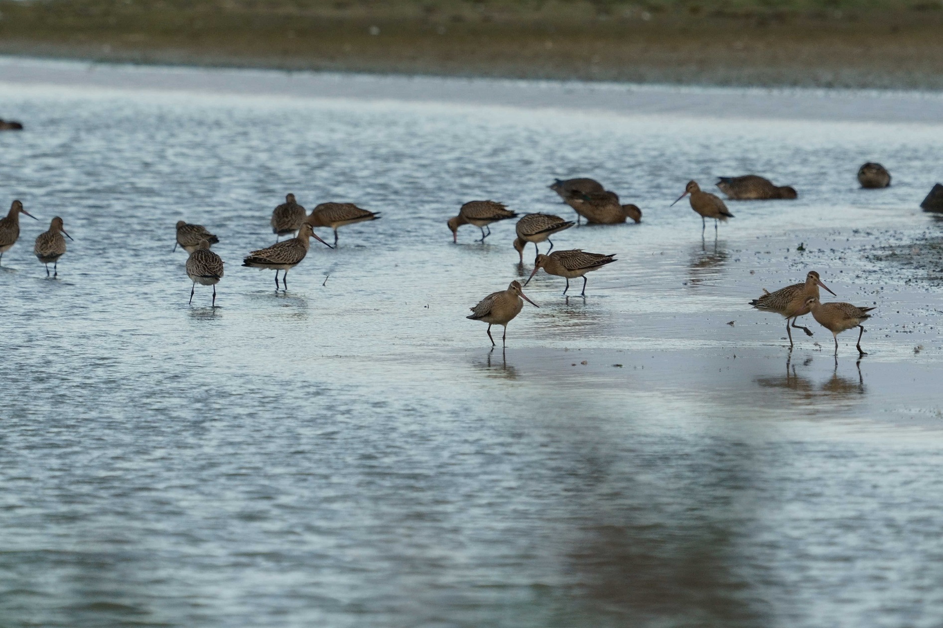 vogelexcursie noordervroon 1204