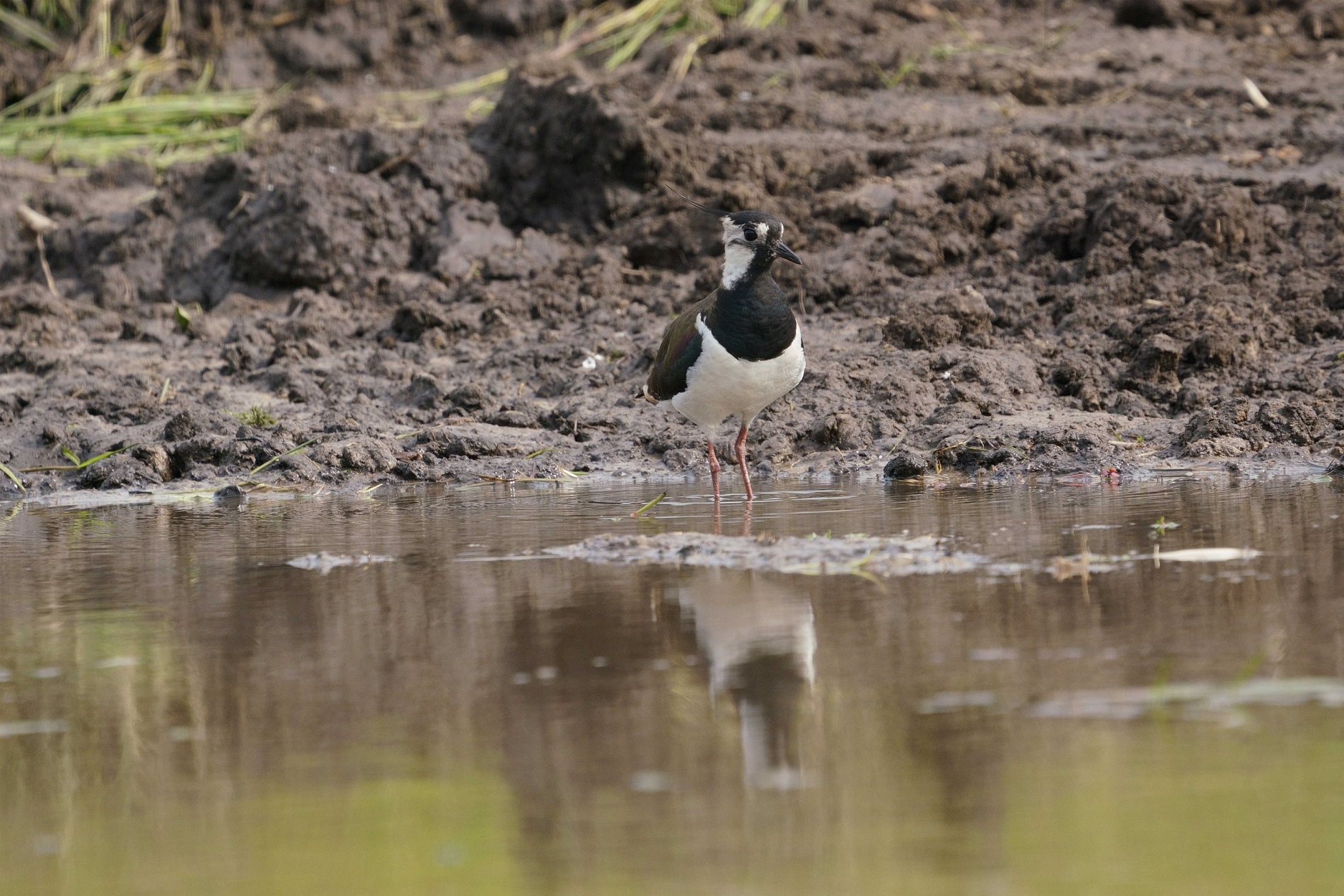 vogelexcursie weihoek 1904